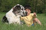 ENFANT ET CHIEN 548